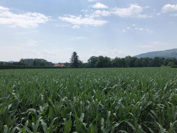 Bauträger aufgepasst - Größeres, sonniges Grundstück in toller Lage! Bauträger aufgepasst - Größeres, sonniges Grundstück in toller Lage!