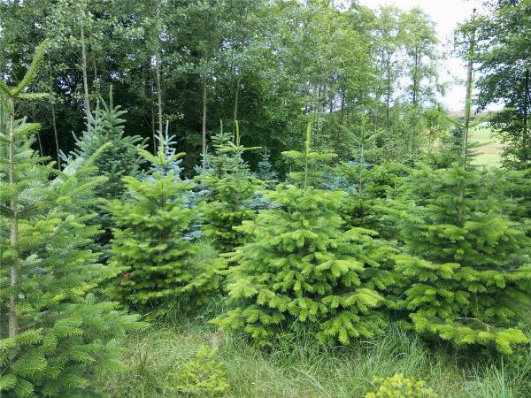 Wald gesucht