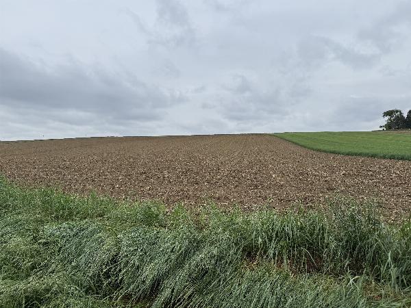 Edlingfeld