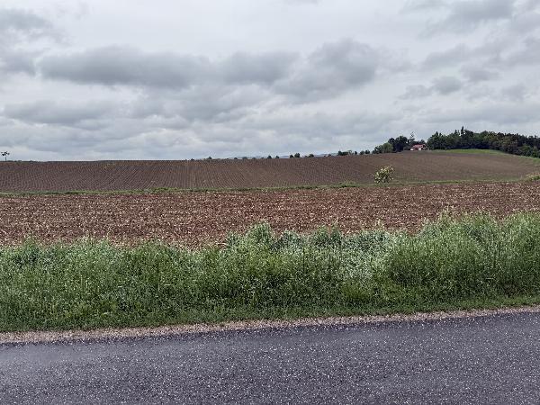 Edlingfeld