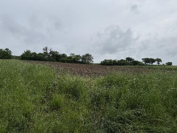 Kogel